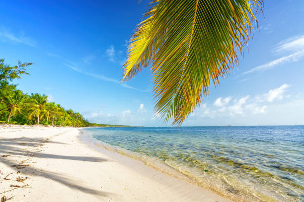 istock Palm tree leaf over ocean water on tropical beach 1306048098