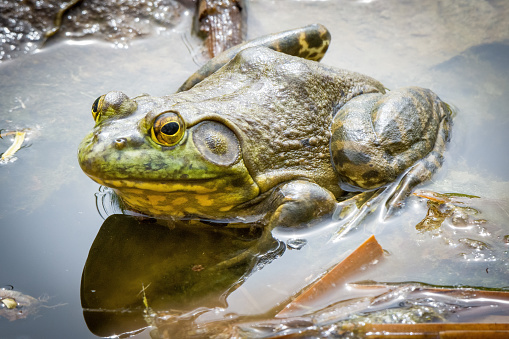 Marsh frog (Pelophylax ridibundus) inflating its vocal sacs in a pond in early spring. Alsace, France.