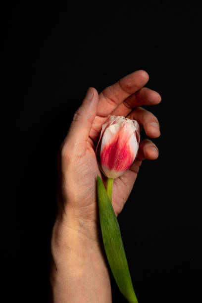 istock scarlet tulip bud on a man's palm 1306049047