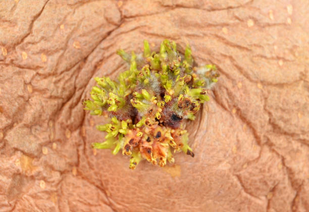 Potato with sprout Potato with sprout, close up as food waste plantlet stock pictures, royalty-free photos & images