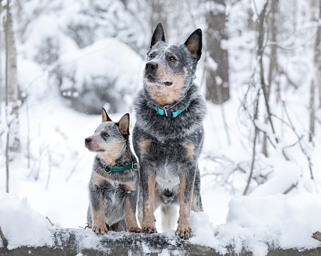 Portrait of two australian cattle dogs or blue heelers: adult and puppy. Pets at winter nature