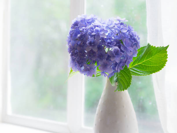 istock Hydrangea Flowers In Vase In Rainy Day 1306050103
