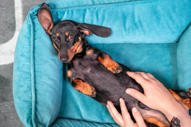 Cute lazy dachshund puppy poses with belly up in pet bed while human makes him relaxing massage, top view. Wellness and rehabilitation procedures for dogs stock photo