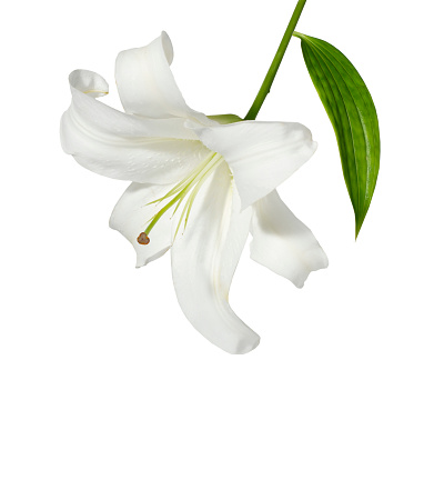 White Ginger or Hedychium coronarium bloom is a Thai herb isolated on white background included clipping path.