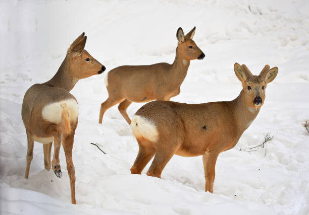 ciervos jóvenes en la nieve - animal cute animals deer deer herd fotografías e imágenes de stock