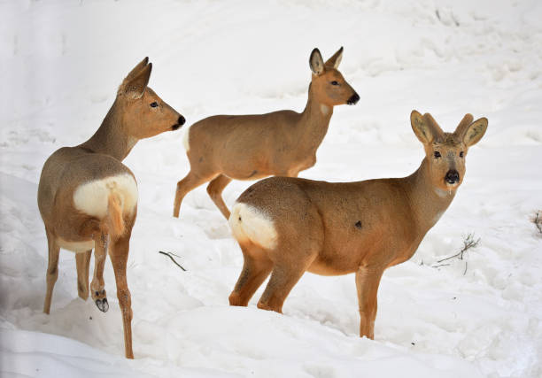 A close up of a beautiful roebuck with his new antlers which still are covered with velvet, Uppland, Sweden
