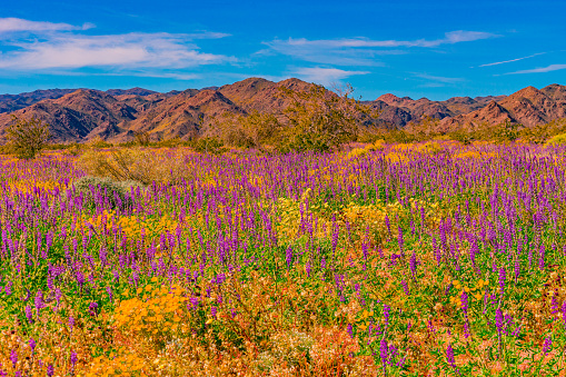 Joshua Tree National Park meadow is in super bloom with bright yellow and purple wildflowers in the spring.