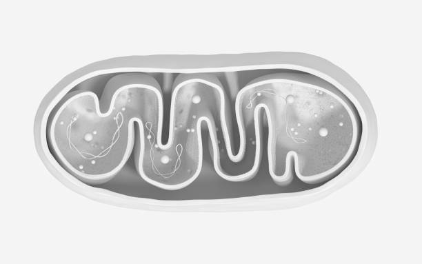 istock Cross-section view of Mitochondria. 1306056452