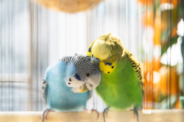 Two budgerigars stock photo