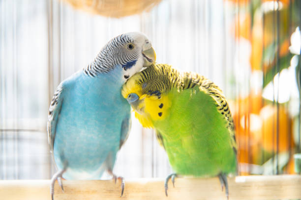 Two budgerigars preening Two budgerigars preening birdcage photos stock pictures, royalty-free photos & images