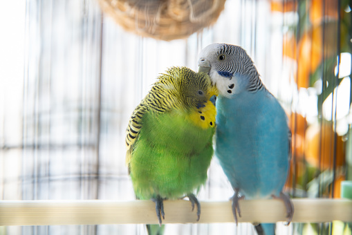 Adult Turquoise fronted Parrot of the species Amazona aestiva rescued recovering for free reintroduction