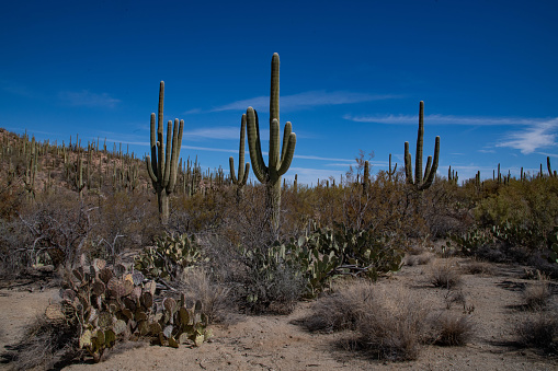 Sunlight filtering through tall green cacti in a serene desert environment. Copy space close up background.