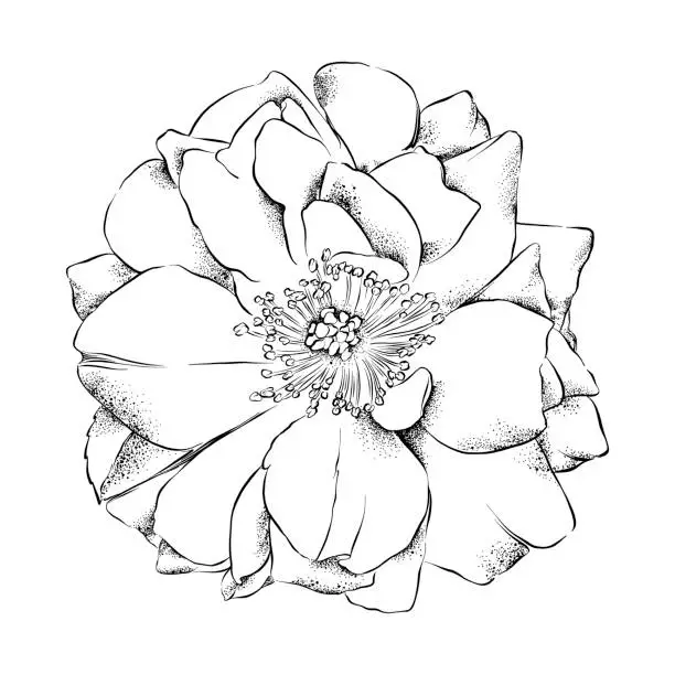 Vector illustration of Wild Rose Flower Ink Drawing. Vector EPS10 Illustration