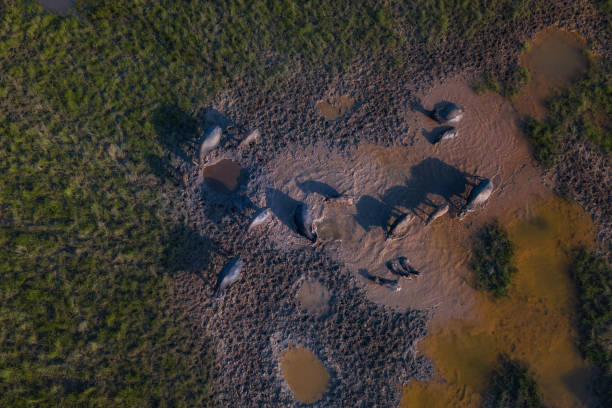 mandria di bufali d'acqua - buffalo bayou foto e immagini stock