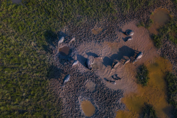 istock Herd of water buffalo 1306059919