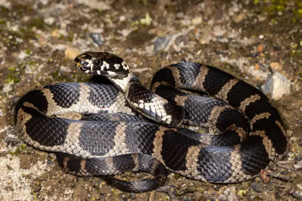 Photo of Stephens Banded Snake