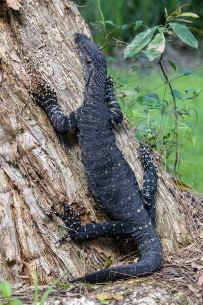 Lace Monitor Lizard