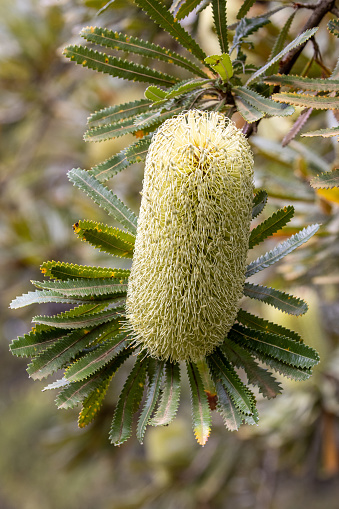 Wallum Banksia tree in flower