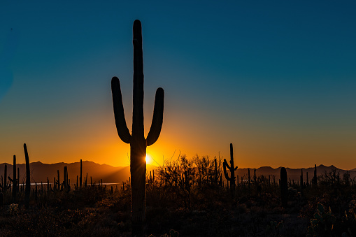 Saguaro cactus in Arizona desert at sunset at Saguaro National Park USA. This park is located near Tucson, Arizona. This giant cactus is the universal symbol of the American west. These majestic plants are found only in a small portion of the US. The part is in two parts. One on east side of Tucson and one on the west side.