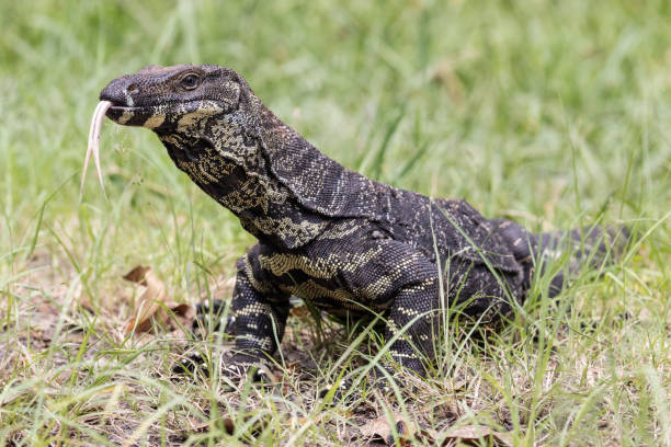 istock Lace Monitor Lizard 1306060586