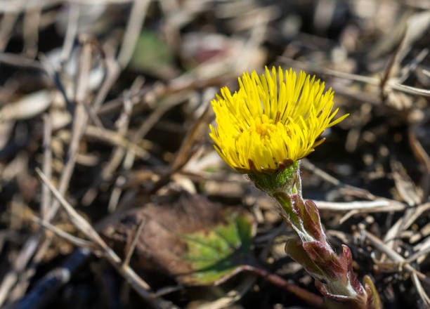 istock Spring flowers in the Western Black Sea 1306062369