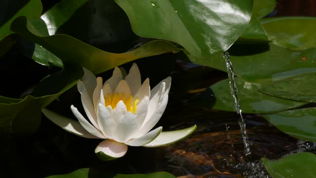 Slow motion of water falling from leaf near white lotus water lily flower