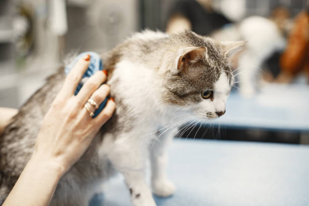istock Vet combs a gray fluffy cat with a green brush 1306065561