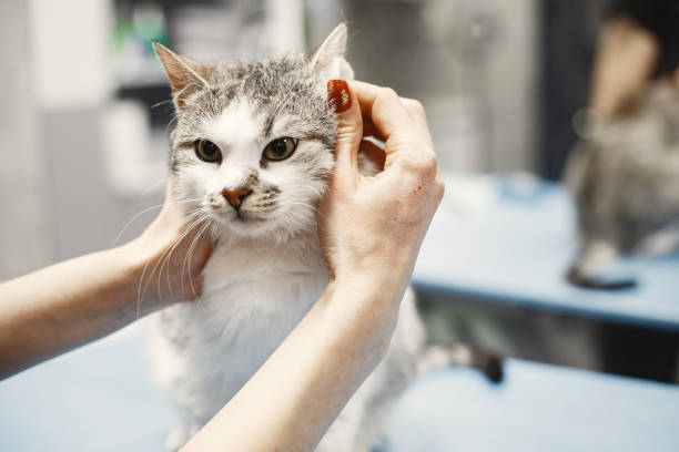 istock Woman stroking a white and gray cat by ears 1306065572