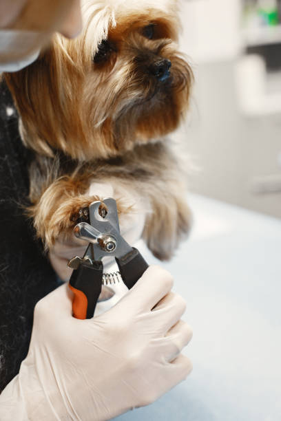 istock Dog breed Yorkshire Terrier trimmed claws on couch 1306065601