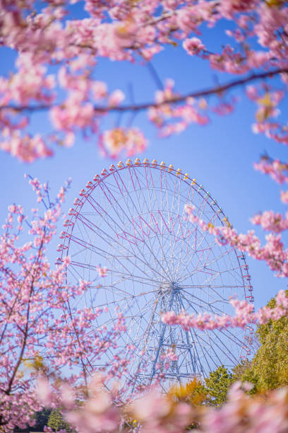 istock Sakura cherry blossoms and ferris wheel 1306066300