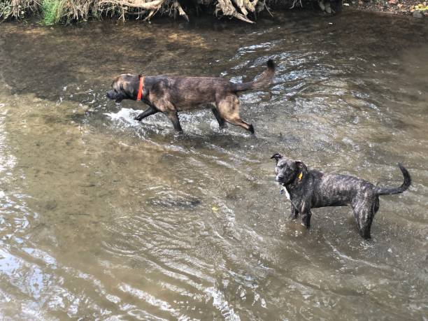 istock Dogs are playing in the creek 1306067155