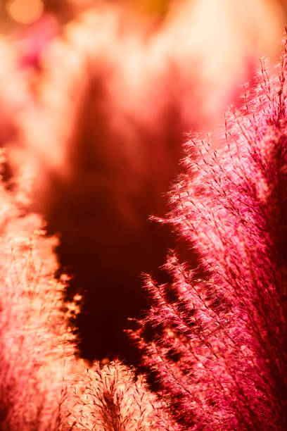 A close up of red grass flowers