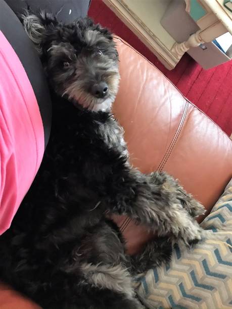 istock Dog lying against woman 1306069638