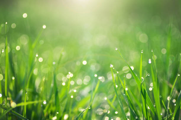istock Macro of raindrop and bokeh background. 1306072650