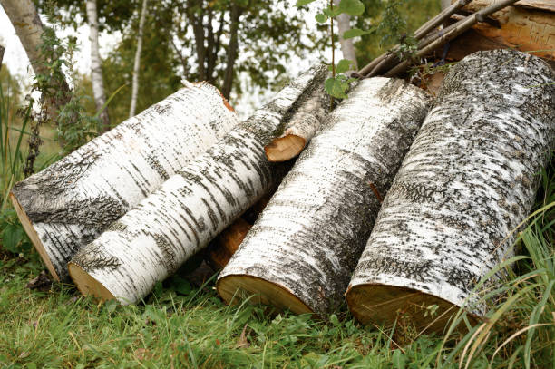 a few birch sawn logs on the grass. summer harvesting of biofuels for winter heating of the house birch; log; logs; firewood; reserves; axe; background; bark; beam; black; color; concept; countryside; cut; day; few; forest; grass; group; heap; lumber; natural; nature; no people; nobody; leaves; outdoors; outside; part; piece; plank; rind; rural; rustic; saw; sawmill; sawn; scene; several; stem; stump; texture; textured; timber; time; tree; trunk; white; wood; woody birch gold group review of stock pictures, royalty-free photos & images