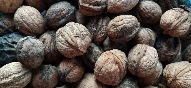 Walnuts close-up. Harvest of nuts. Walnut fruits, rounded large single single-seeded drupes. A healthy diet that includes glycerides of linoleic, oleic, stearic, palmitic and linolenic acids.