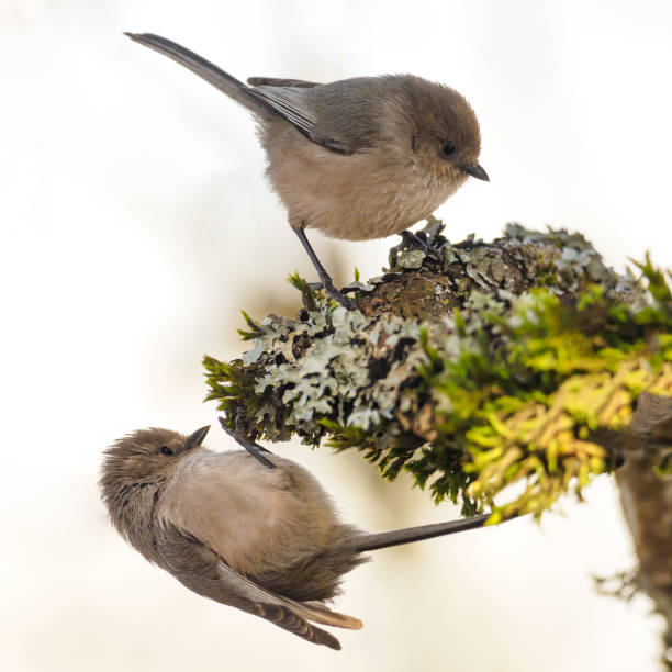 istock Bushtits Perched on Tree Branch Oregon Wild Bird 1306074859