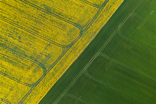 Aerial view of yellow and green agriculture fields. Nature background.