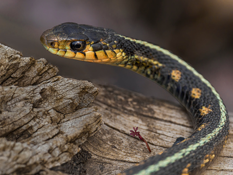 Garter snake on a log in Western Oregon. Edited.