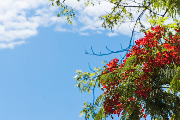 istock Summer background with Delonix regia blooming tree 1306074980