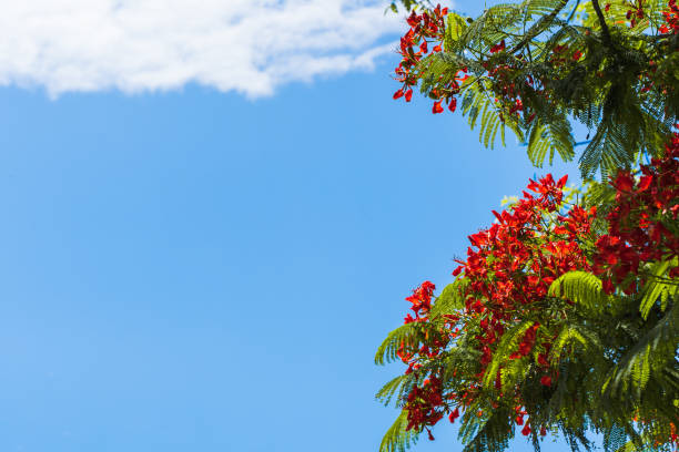 istock Summer background with Delonix regia blooming tree 1306074982