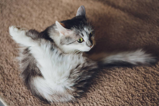 istock Grey striped cat washing itself by lick. 1306075168