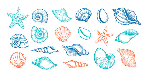ilustrações de stock, clip art, desenhos animados e ícones de hand drawn vector illustrations. marine background with seashells. collection of shell, sink and starfish. perfect for invitations, fabric, textile, linens, posters, prints, banners - starfish