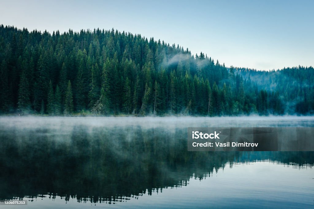 Morning fog over a beautiful lake surrounded by pine forest stock photo Morning fog over a beautiful lake surrounded by pine forest stock photo. Outdoors / Nature background Forest Stock Photo
