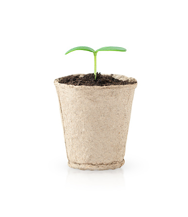 Little green seedling growing in a pot isolated on white background