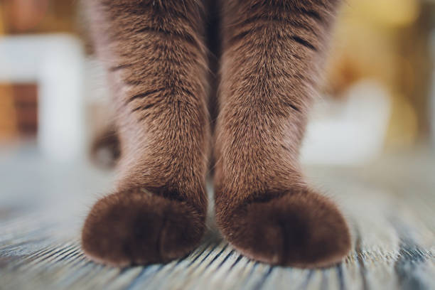 istock Detail shot of soft Cat paws while sitting on table. 1306075772