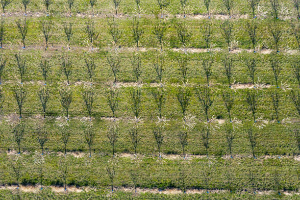 istock Aerial view of a spring garden 1306076412