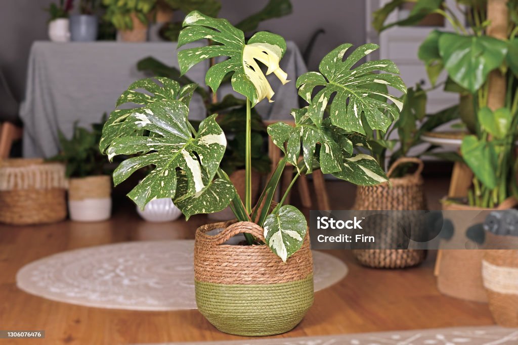 Large variegated tropical 'Monstera Deliciosa Thai Constellation' house plant with beautiful white sprinkled leaves in basket flower pot in living room Large variegated tropical 'Monstera Deliciosa Thai Constellation' house plant with beautiful white sprinkled leaves in basket flower pot in living room with many plants in burry background Cheese Plant Stock Photo