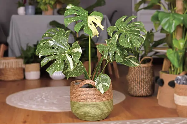 Photo of Large variegated tropical 'Monstera Deliciosa Thai Constellation' house plant with beautiful white sprinkled leaves in basket flower pot in living room