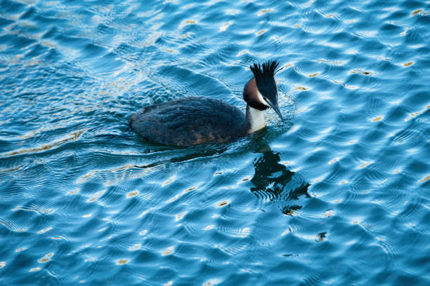 Australasian Crested Grebe, other names southern crested grebe, great crested grebe, puteketeke, kamana, swimming in the lake Wakatipu. Glenorchy. Australasian Crested Grebe, other names southern crested grebe, great crested grebe, puteketeke, kamana, swimming in the lake Wakatipu. Glenorchy. great crested grebe stock pictures, royalty-free photos & images